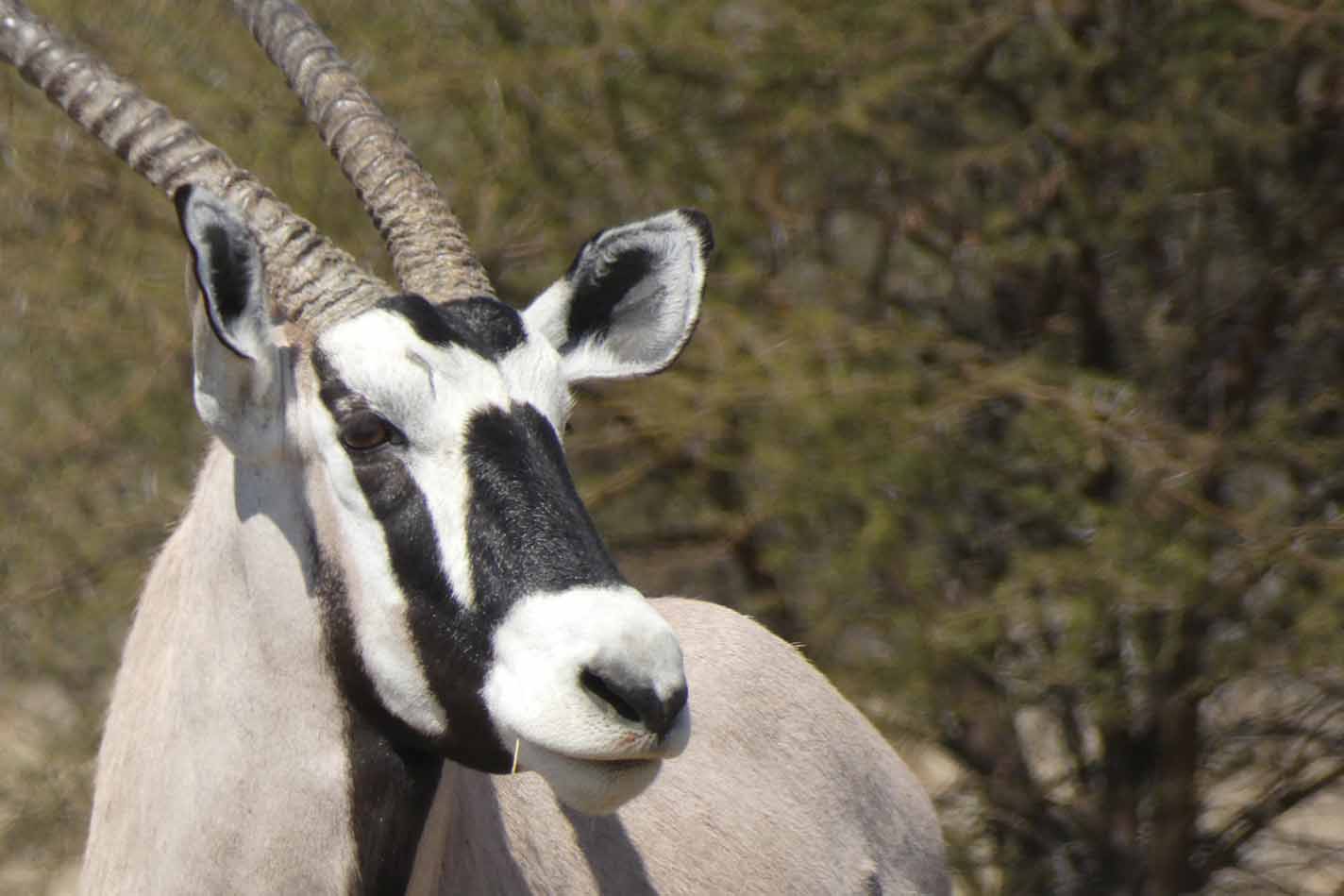 Orix del cabo