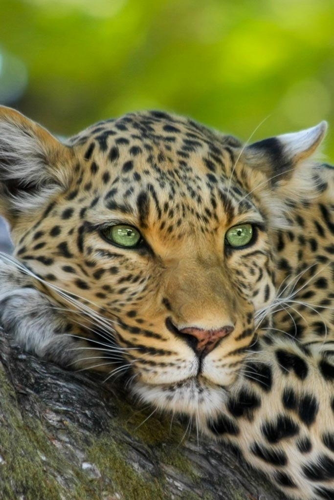 Leopardo descansando