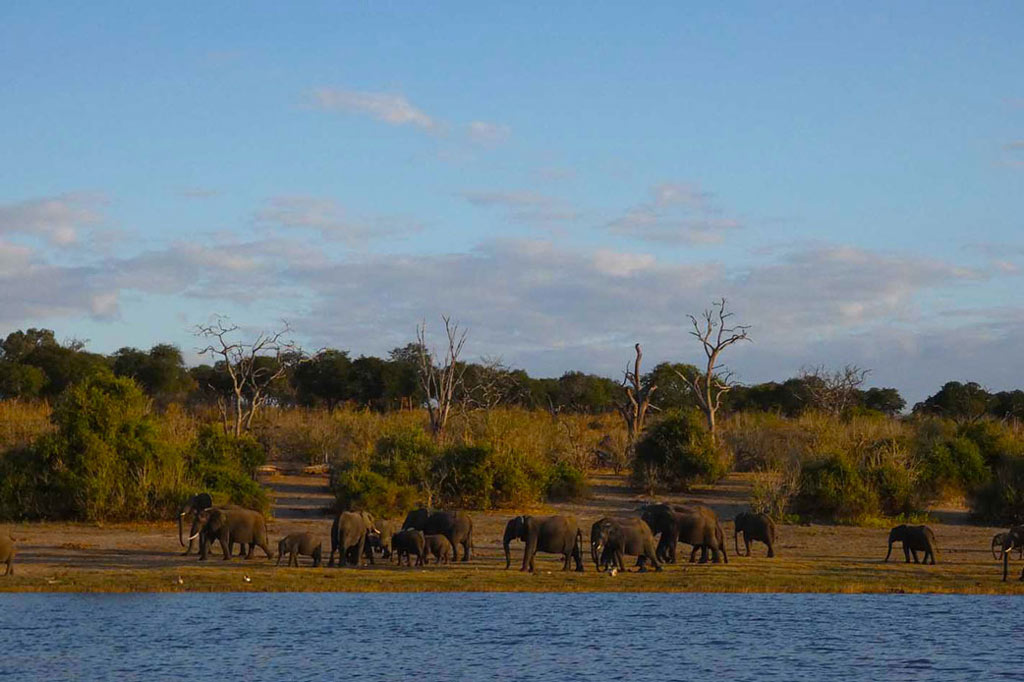 Elefantes en Chobe river front