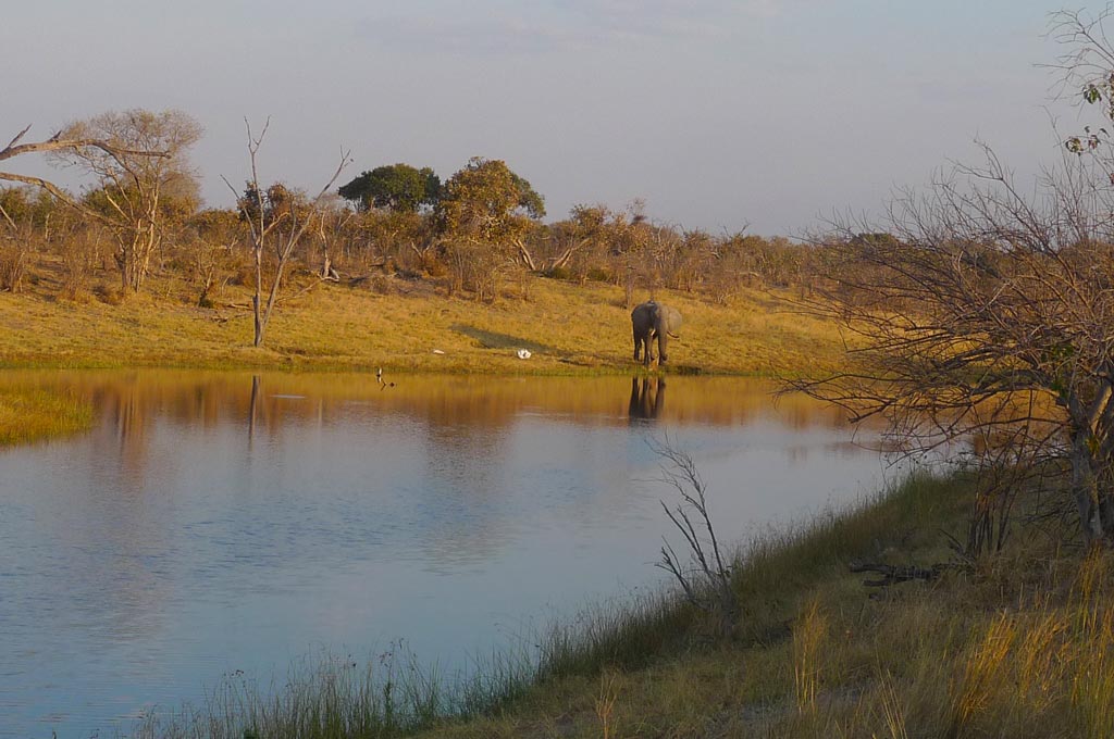 Elefante junto al río en Savuti.