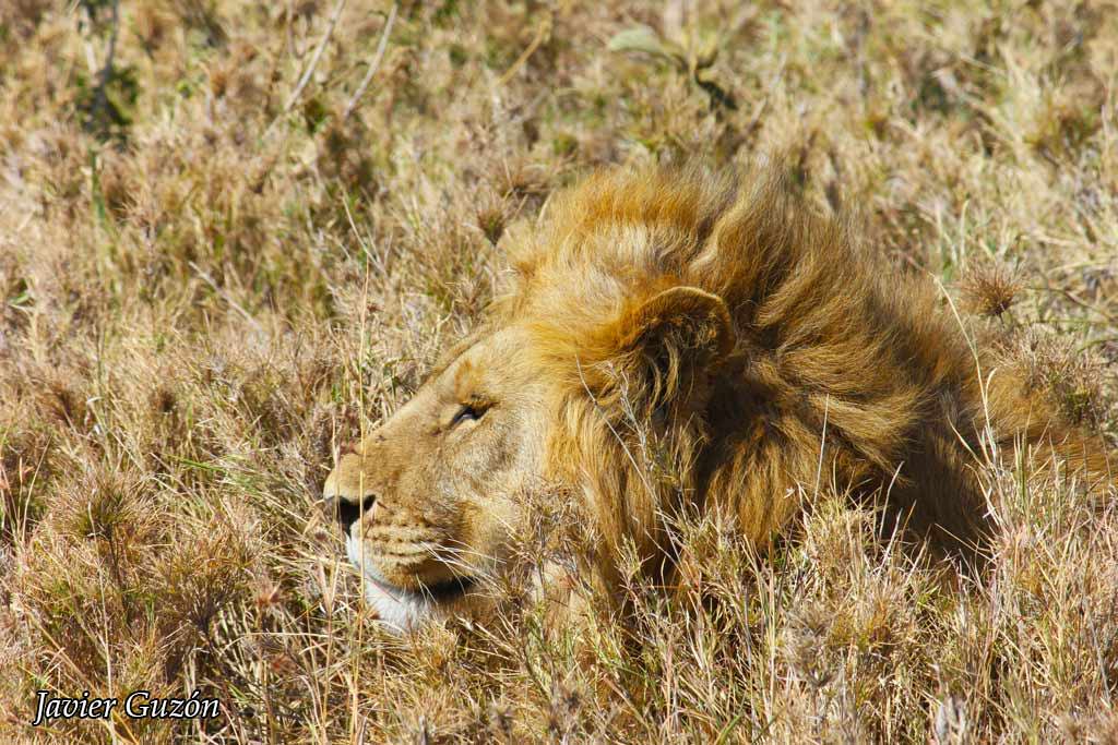León en kalahari.