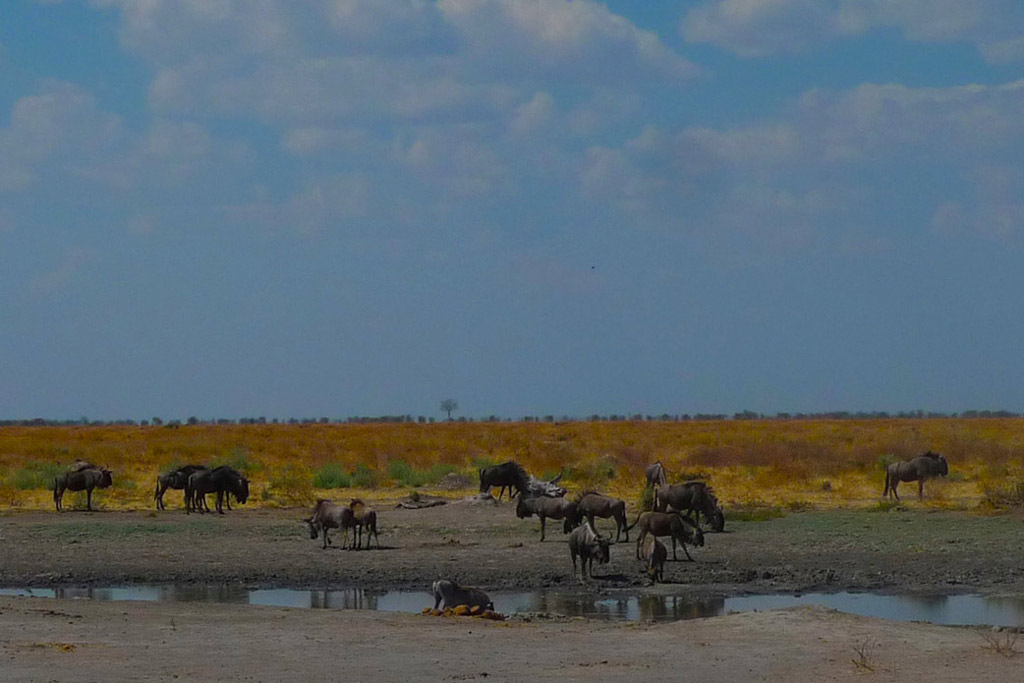 Grupo de Ñus en Savuti.