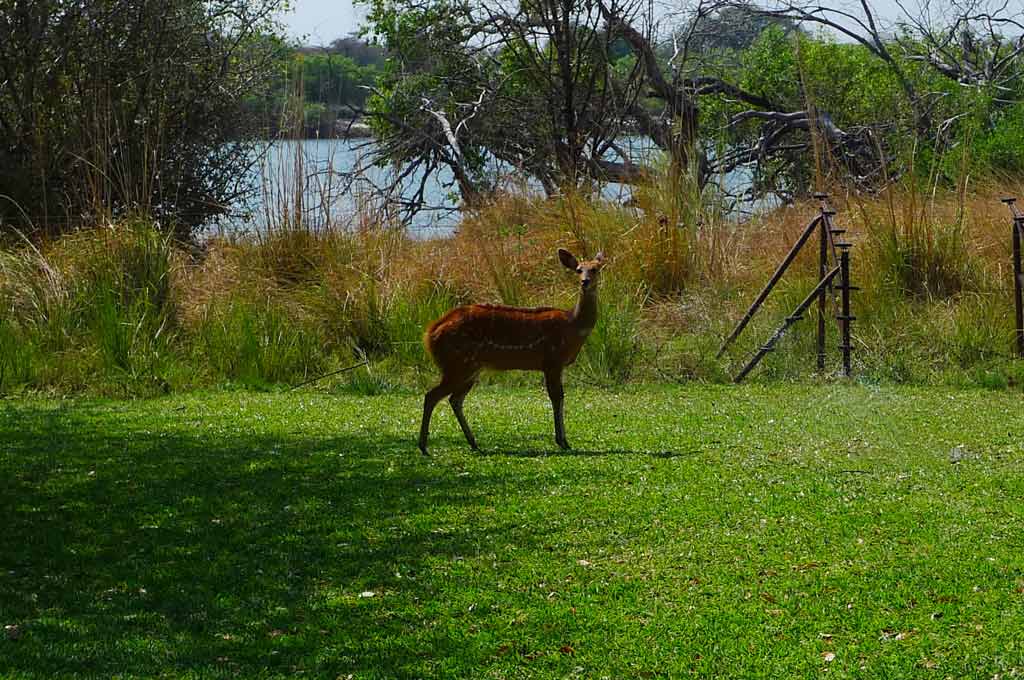 Antilope jeroglifico en Kasane.