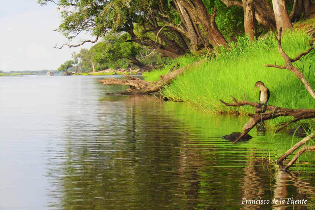 Paisaje de Chobe River Front.