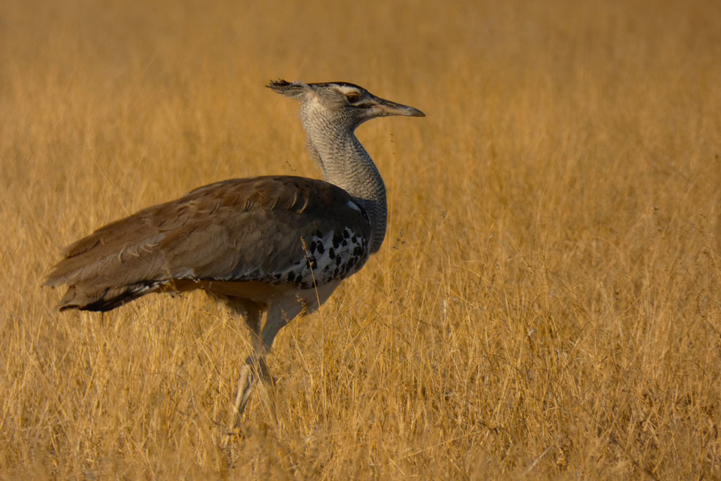 Avutarda de Kori. Kalahari.
