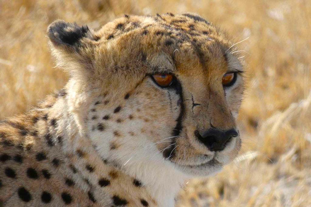 Cabeza de Guepardo. Kalahari.