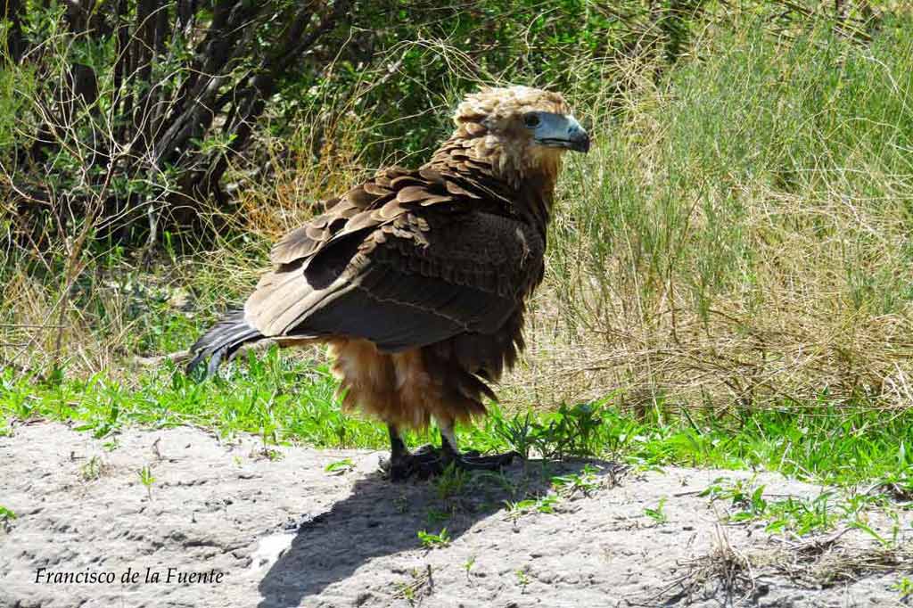Bateleur juvenil. Kalahari.