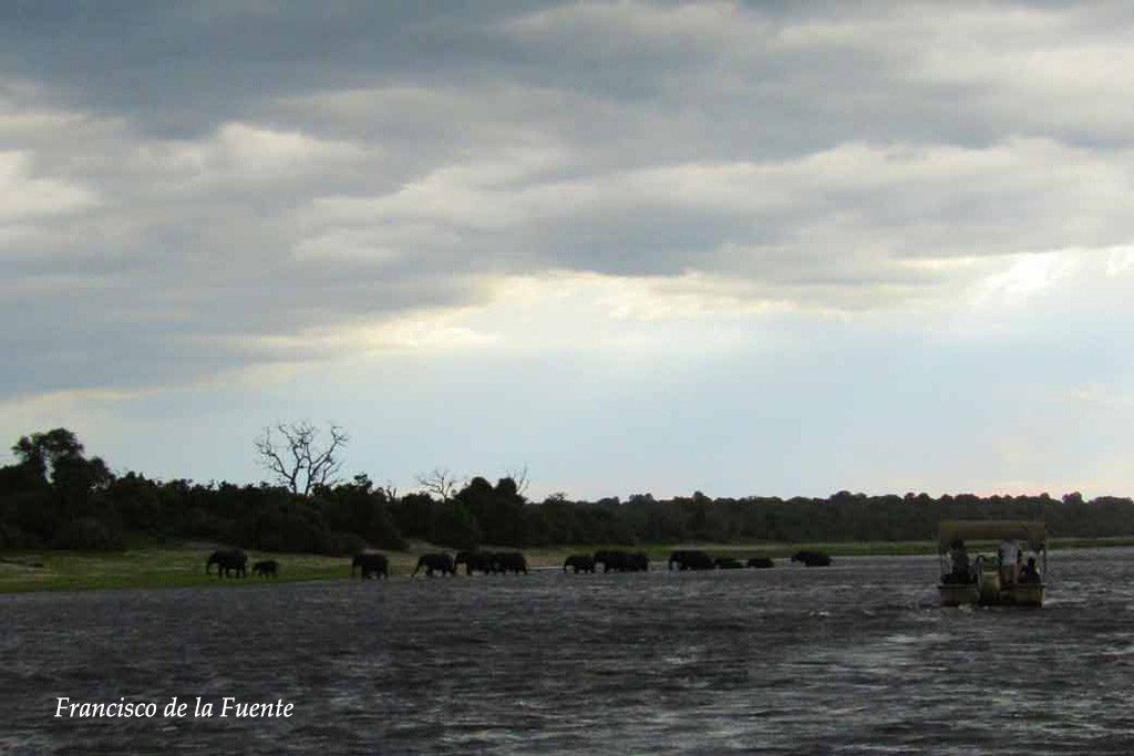 Elefantes cruzando el río Chobe.