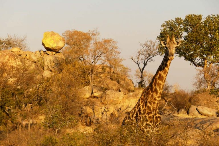 Jirafa en los alrededores de Berg-en-Dal. Kruger N.P.