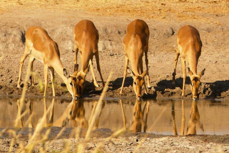 Impalas bebiendo agua en Skukuza. Kruger.