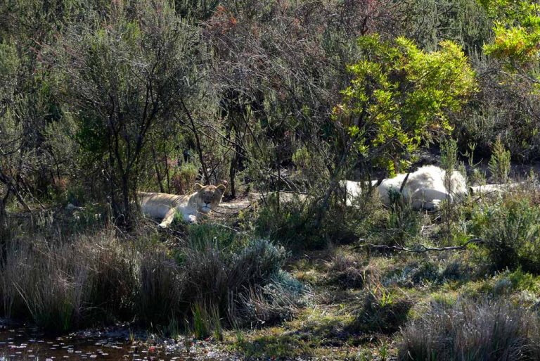 Leones blancos en Timbavati.