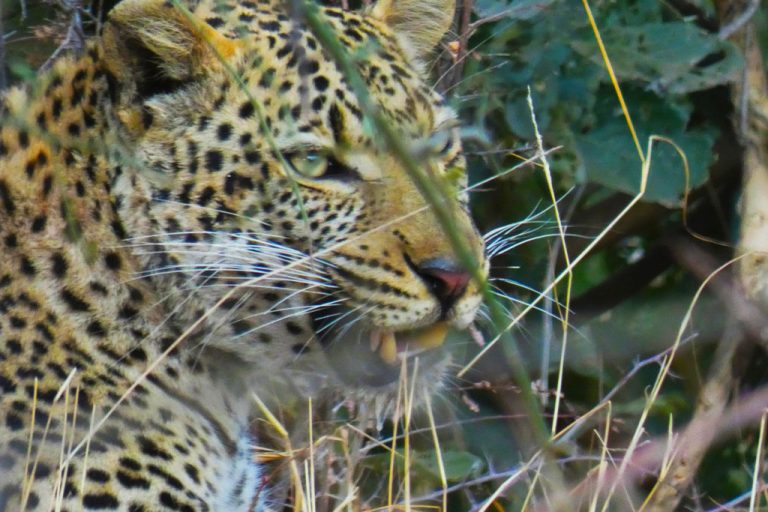 Leopardo entre la maleza. Shingwedzi. Kruger.