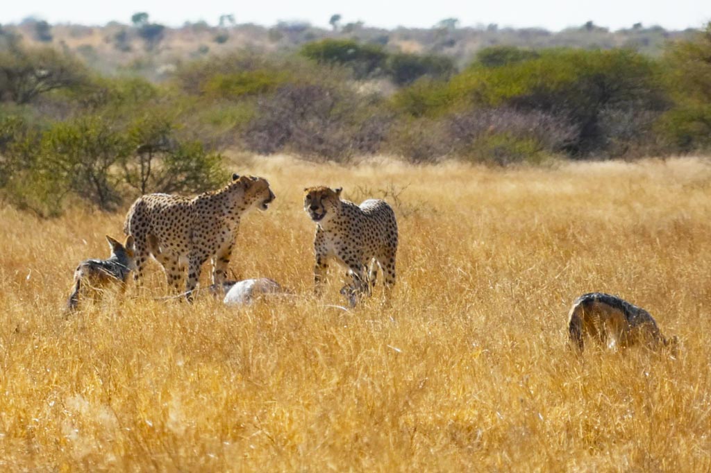 Caceria en Deception Pan. Kalahari central.